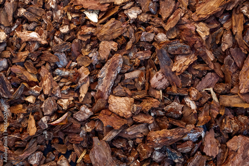 Chips of the bark of a tree close-up as a background.