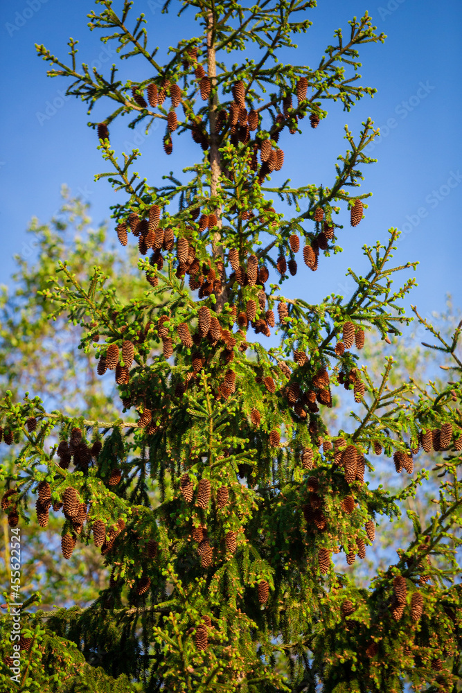 Spruce with cones on a blue sky background. Spruce with cones on a blue sky background.