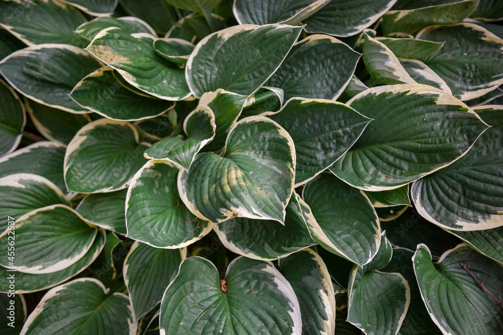 Fototapeta premium Plant leaves in close-up. Plants in close-up.
