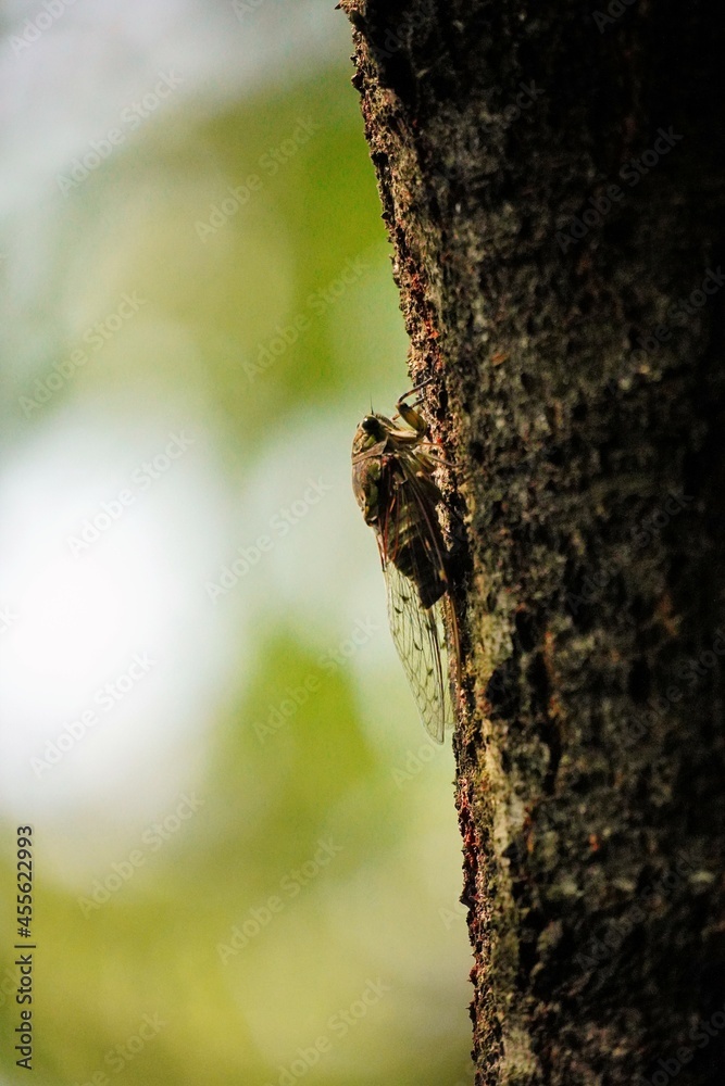 cicada