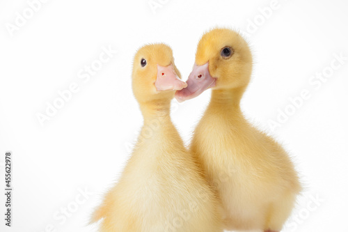 close up of two little ducklings on white background.