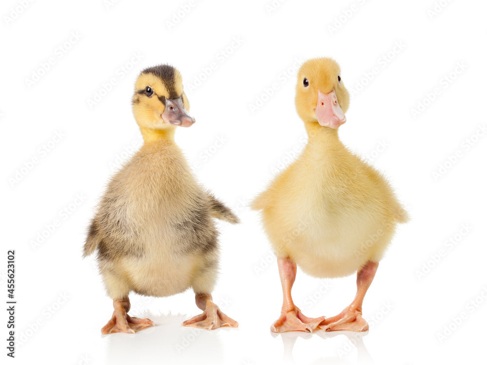two little cute ducklings on white background.