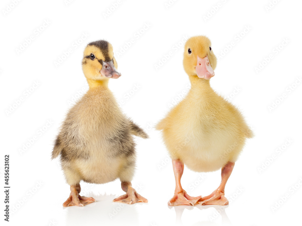 two little cute ducklings on white background. two little cute ducklings on white background.