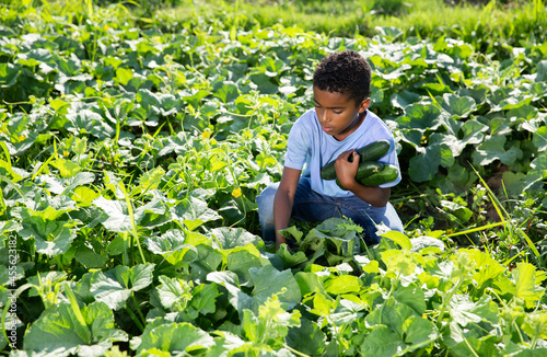 Teen boy harvesting cucumbers on the field. High quality photo