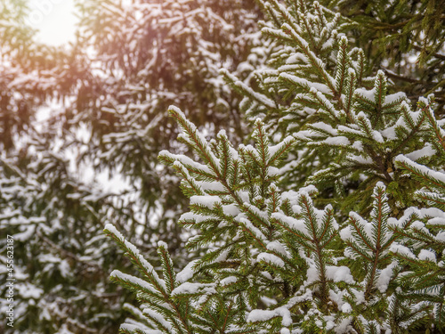 Green fir branches in winter covered with snow