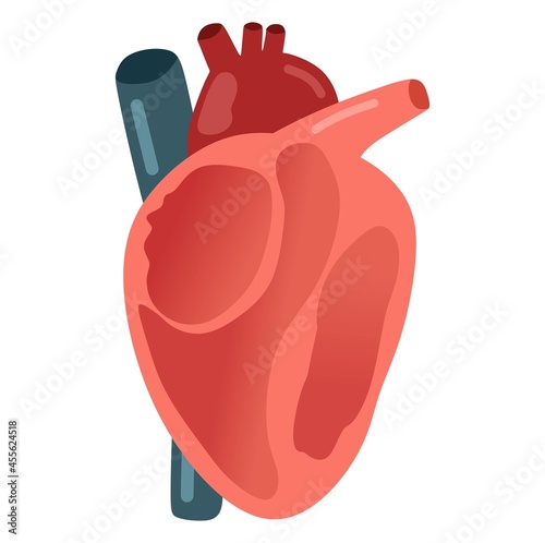 Vector illustration of a heart and its internal structure, suitable for advertising health and education products