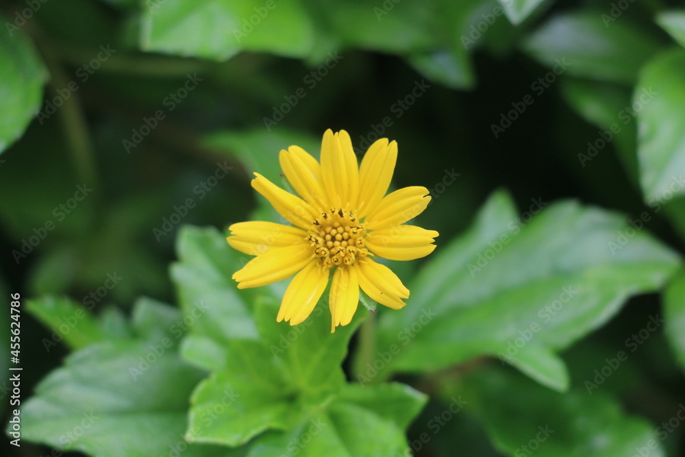 A yellow Singapore daisy flower on the roadside(closed up) A yellow Singapore daisy flower on the roadside(closed up)