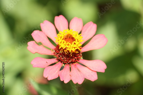 A pink Zinnia flower with blurred background