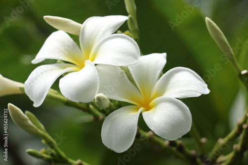 white frangipani flowers © YUKI