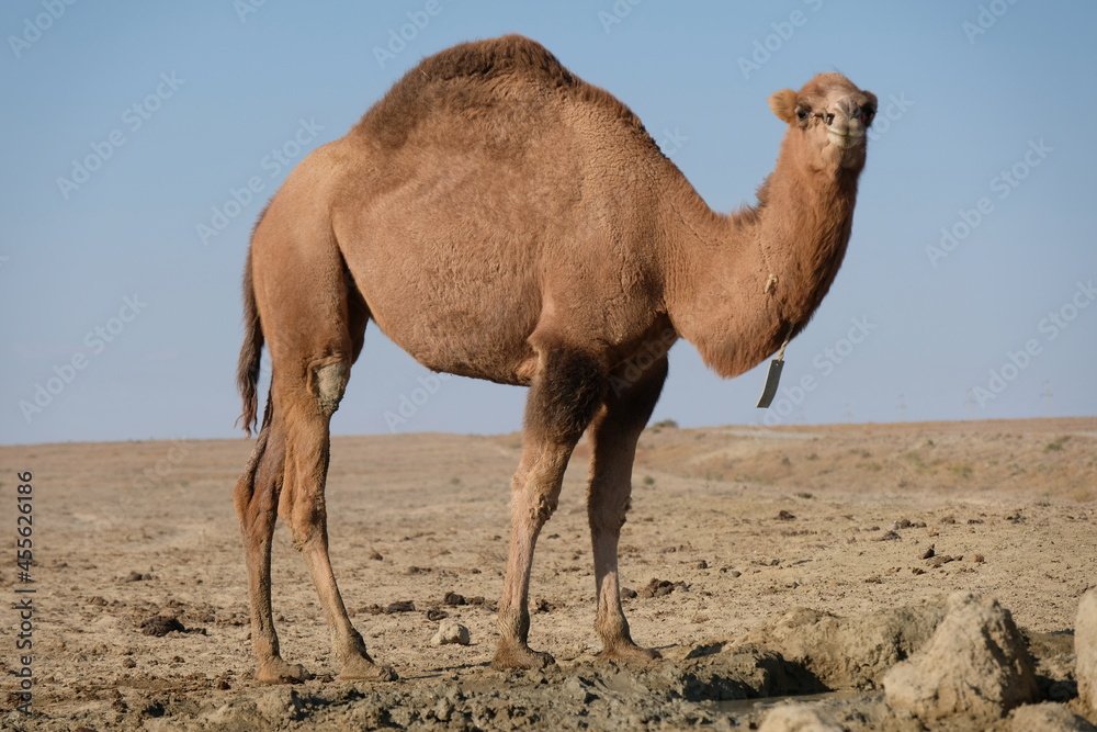 Camels on a sandy desert territory near the Aral Sea. Camels on a sandy desert territory near the Aral Sea.