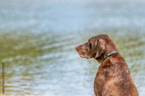 Detailed headshot of a German Short haired Pointer, GSP dog sitting on the beach of a lake during a summer day. He stares into the distance over the water
