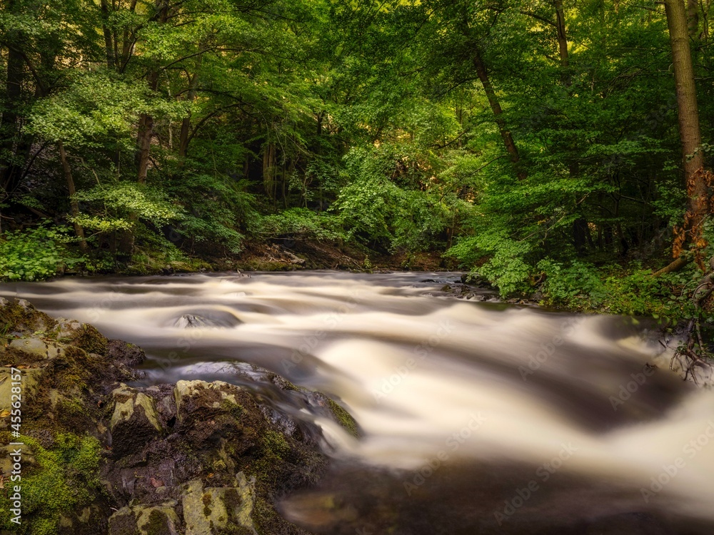 Fototapeta premium river in the forest