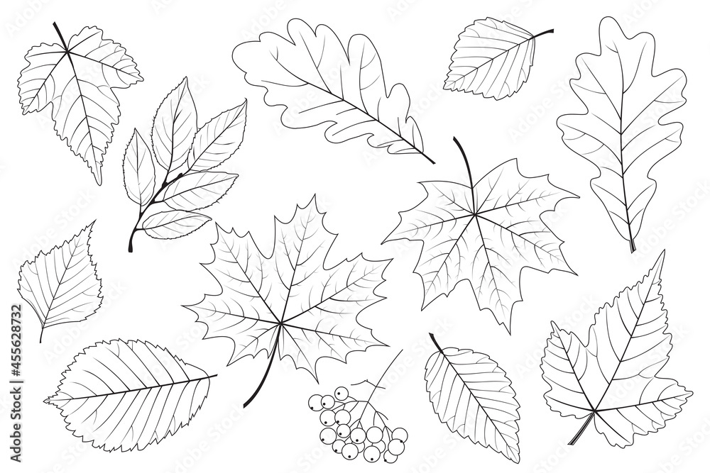 Set of contour leaves and berries