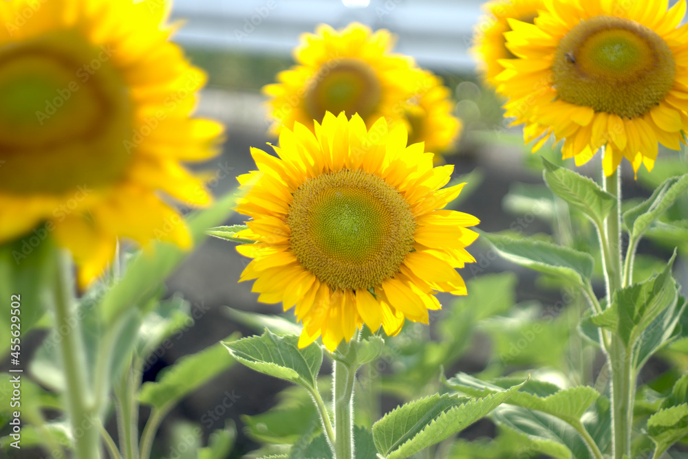 Fototapeta premium 黄色い向日葵の花