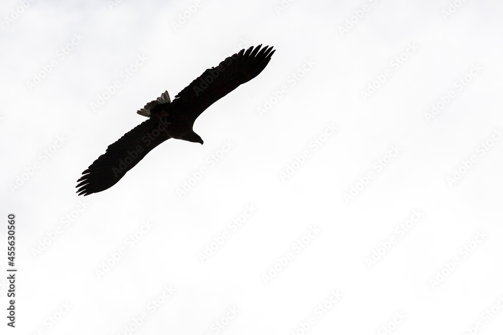 White-tailed eagle in silhouette flying the sky White-tailed eagle in silhouette flying the sky