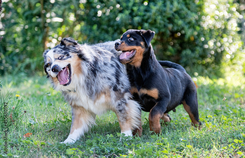 puppy rottweiler and australian shepherd