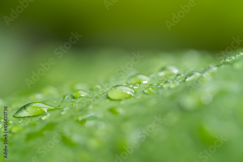 raindrops on green leaves during rainy days
