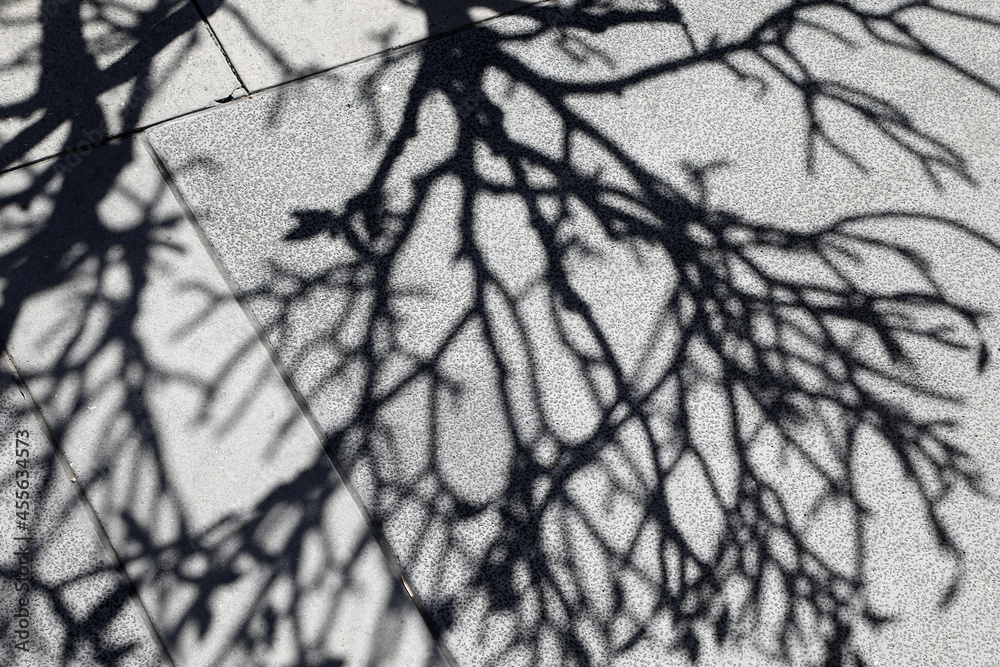 Obraz premium Interesting shadows and shapes of the branches of the Frangipani tree