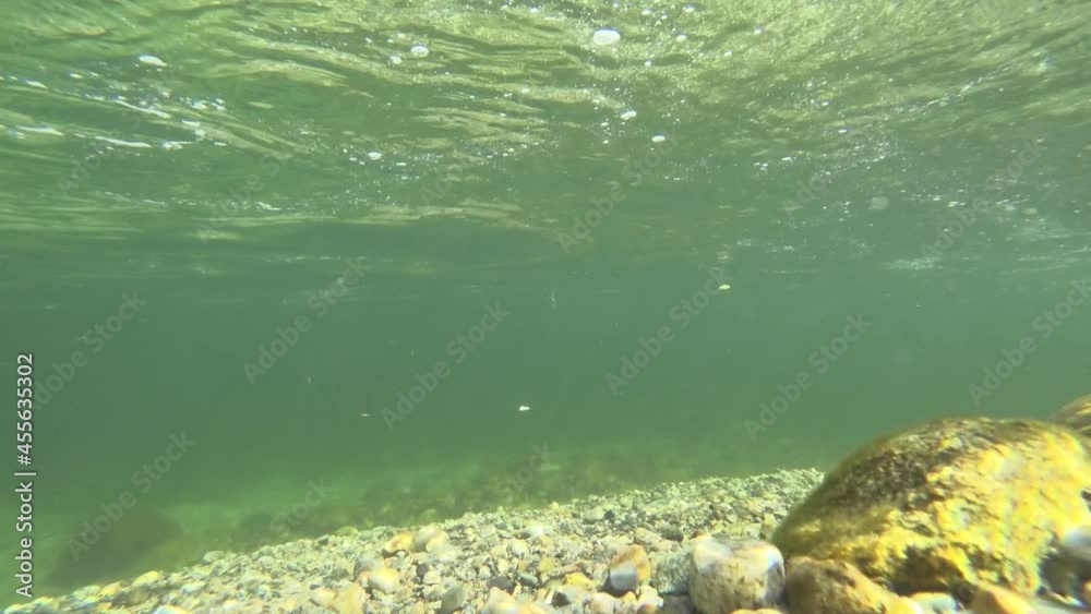 underwater world of a mountain river in the summer underwater world of a mountain river in the summer