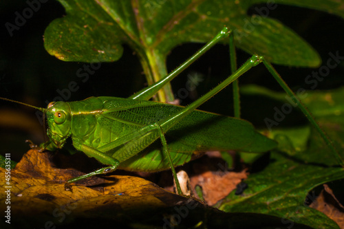 A Katydid On A Leaf AKA Bush Cricket