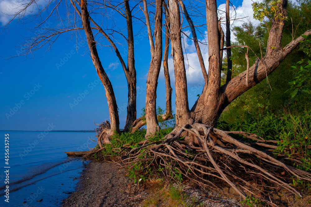 Trees On The Shoreline Of The Illinois River Trees On The Shoreline Of The Illinois River