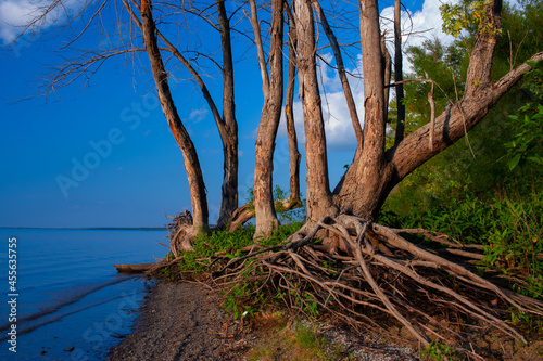 Trees On The Shoreline Of The Illinois River