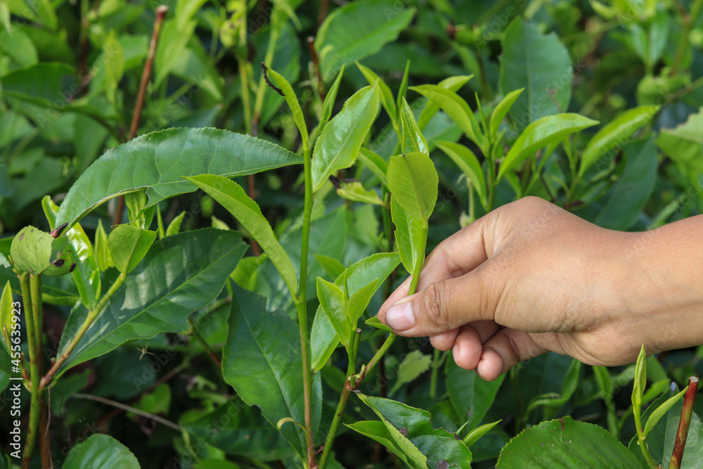 harvesting hand picking green fresh tea shoots on a green background harvesting hand picking green fresh tea shoots on a green background