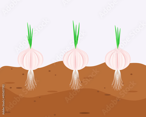 Garlic grows in the garden. Vegetables in a cartoon style.