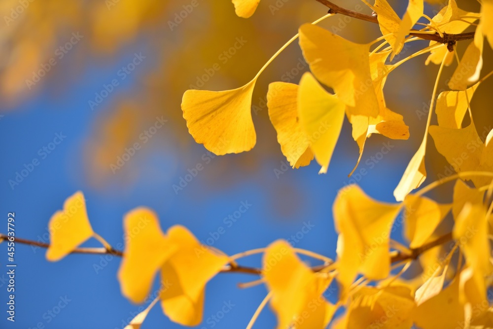 Obraz premium blue sky and yellow leaves of ginkgo
