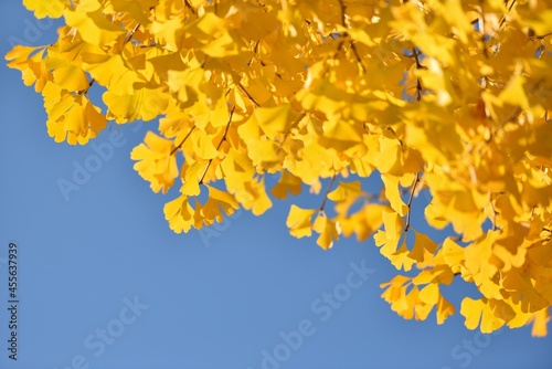 blue sky and yellow leaves of ginkgo