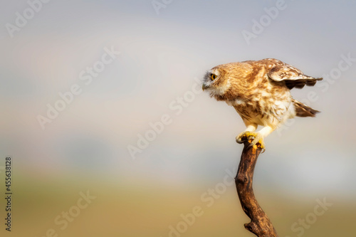 Owl. Colorful nature background. Bird: Little owl. Athene noctua. 