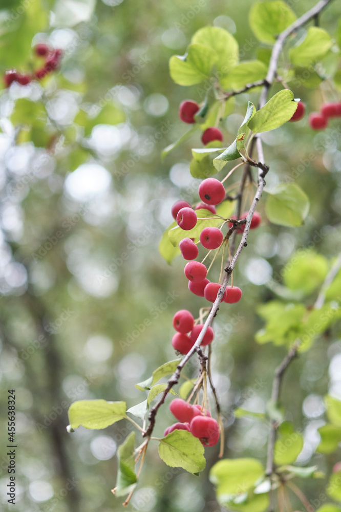 Wild apple tree branch with small red fruits on blurred background