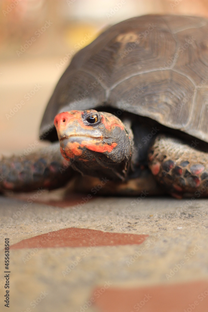 Obraz premium Red-footed tortoise
