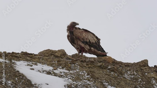vulture
