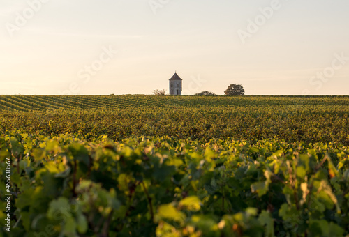 Ripe Merlot grapes lit by warm late sunshine in Montagne vineyard near Saint Emilion, Gironde, Aquitaine. France photo