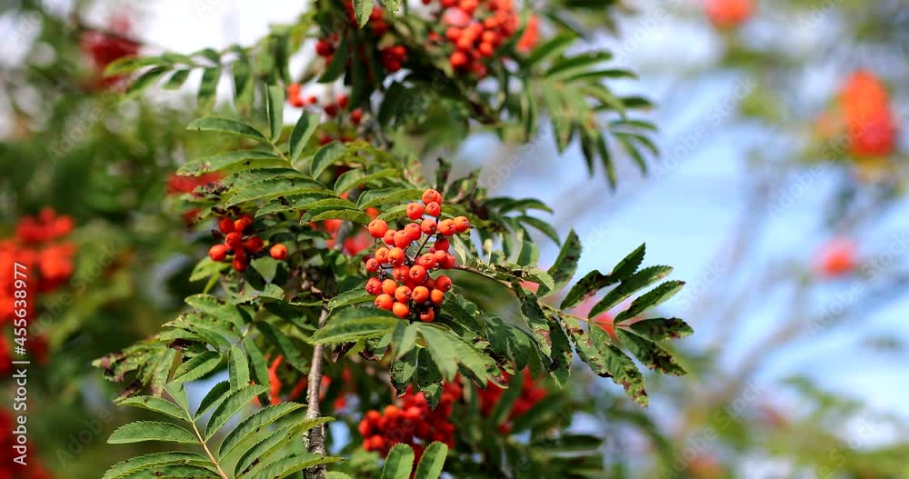 a ripe bunch of mountain ash sways in the wind. Rowan berries ripen on the tree. Ashberry a ripe bunch of mountain ash sways in the wind. Rowan berries ripen on the tree. Ashberry