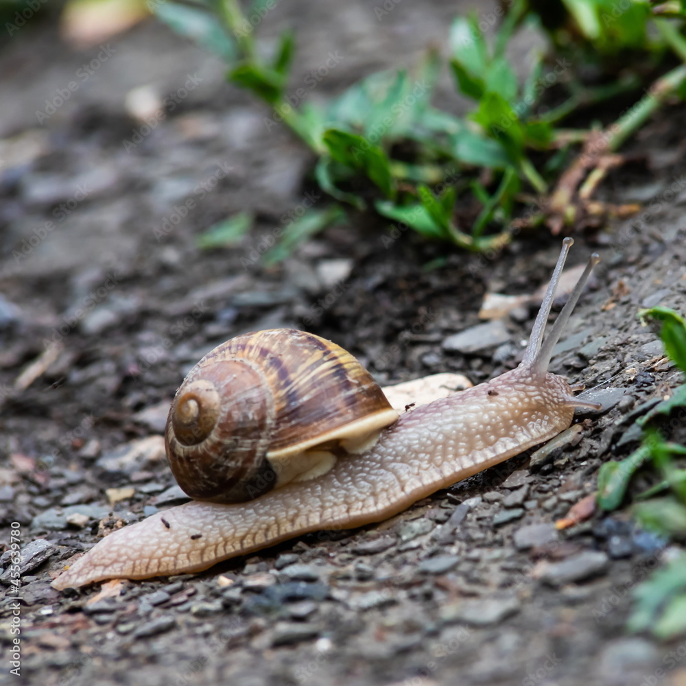 a snail crawls on the ground rainy weatherrainy weather a snail crawls on the ground rainy weatherrainy weather