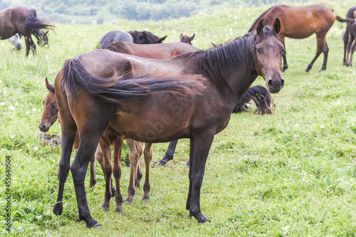 A brown horse stands docked to the camera against a background of other horses. A foal peeks out from behind her. Horses grazing in the mountains among green grass. The concept of cattle breeding.
