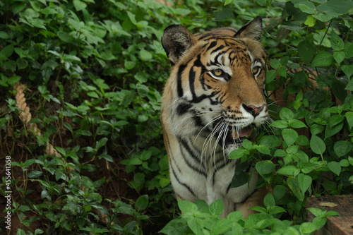 Tigger be hide in the bush looking  victim for hunting.