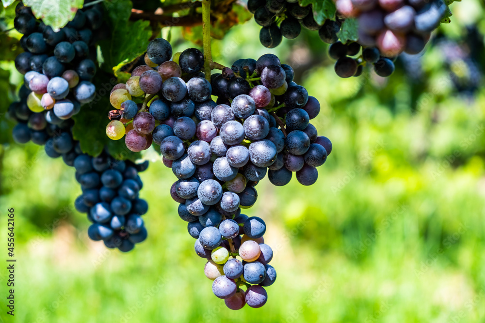 blue merlot grapes in green vineyard