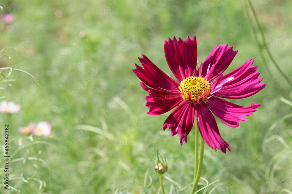 Obraz premium 秋桜 コスモス 鮮やか はなびら 赤紫 ワインレッド 花畑 美しい グリーン かわいい 草