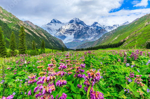 Green grassland and white glaciers natural scenery in Xinjiang,China. © ABCDstock