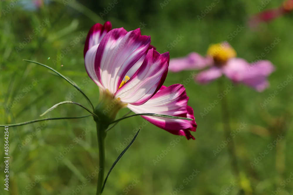 Fototapeta premium 秋桜 コスモス 鮮やか 秋 花畑 美しい グリーン 綺麗 青空ピンク ワインレッド