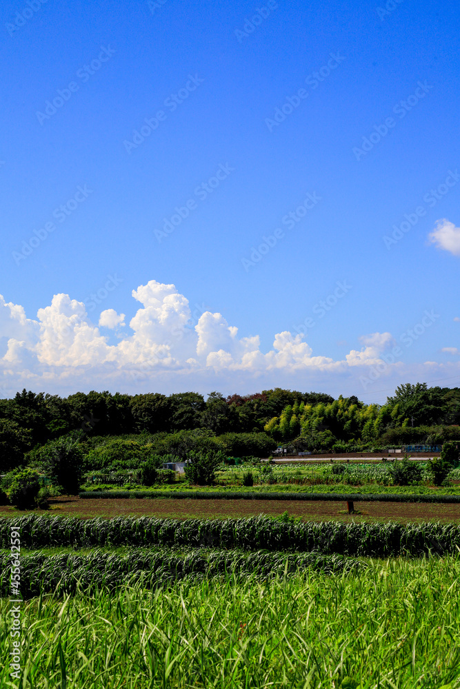 Obraz premium field and blue sky