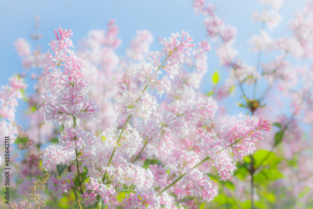 Beautiful pink lilac branch with flowers and buds in the summer garden