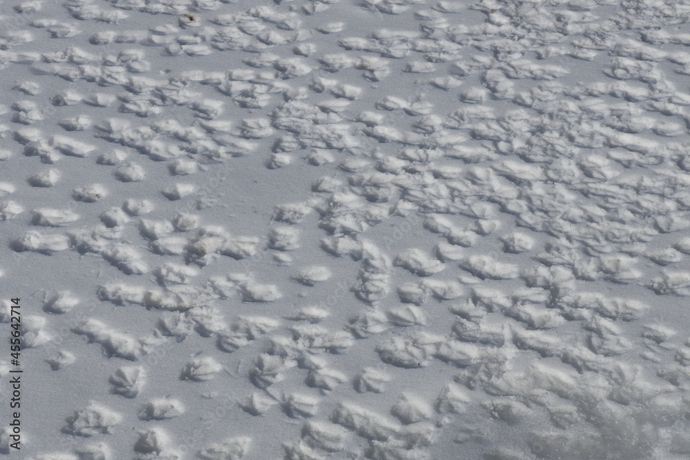 Snowy surface with a lot of duck tracks from their paws in sunny day