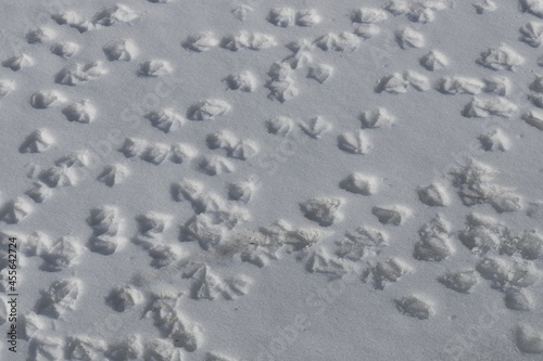 Traces of webbed duck paws on white snow top view