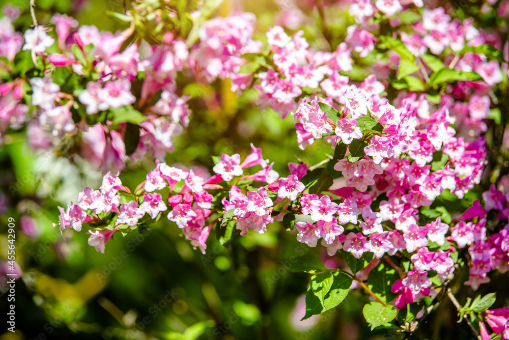 pink weigela blooms in the Botanical garden
pink weigela blooms in the Botanical garden