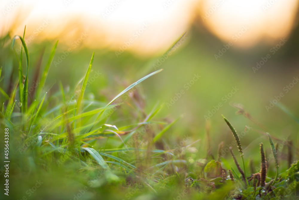 Natural strong blurry background of green grass blades close up. Fresh grass meadow in sunny morning. Copy space
