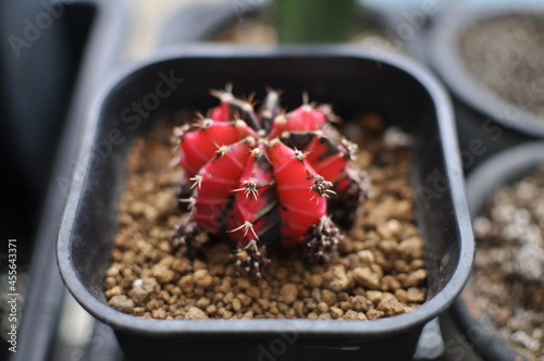 gymno red crystal jelly cactus in blackpot  photo